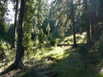 forests in august