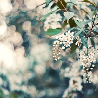 remembering springtime