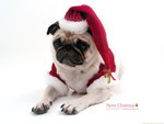 Christmas Pug