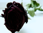 Rose (My photography)
