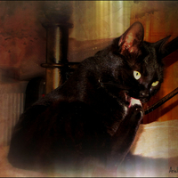 Cleaning cat in Texture