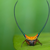 Gasteracantha Arcuata