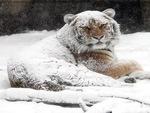 snow tiger