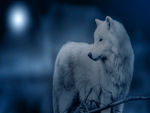 White Wolf at Night