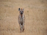 Hyena