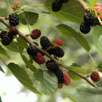 Mulberries