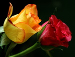 two_colored_rose