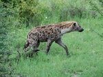 Hyena