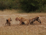 Lion vs Hyenas
