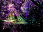 Purple Forest