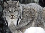 canadian lynx