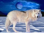 WHITE WOLF