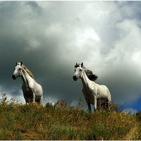 horses