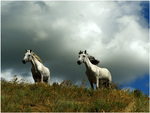 horses