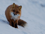 red fox