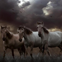 Three Wild Horses