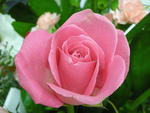 Pink Rose