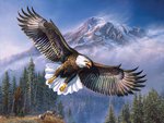 By James Meger * Bald eagle