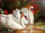 The Swans at Christmas