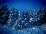 snow covered trees