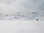 lonely tree in yellowstone