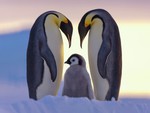 Royal Penguins