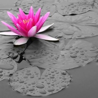 Pink Water Lily
