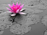 Pink Water Lily