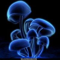 Glowing Mushrooms