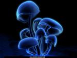 Glowing Mushrooms