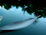 Feather Upon The Water