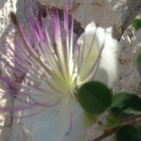 passion flower on wall