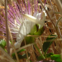 Isreli passion flower