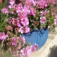 Blue pot of geraniums