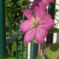 flower by the gate
