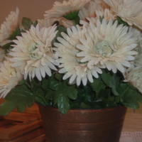 Pot of daisies