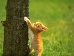 Adorable Kitten Climbing Tree