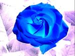 Blue Rose
