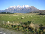 from new zealand 