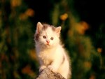 Kitten On High