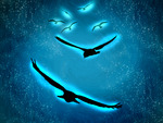 Birds Of Light