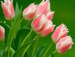 Pink Ruffled Tulips