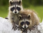 Hungry Raccoons