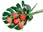 Rose Boquet