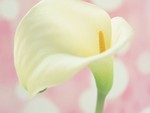 Cala Lily on Pink