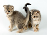 cute kittens