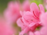 Pink Azalea