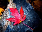 red leaf