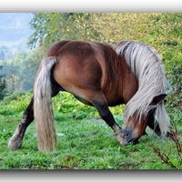 Beautiful Horse