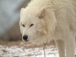 Arctic Wolf